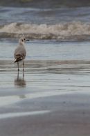 Casamance 29